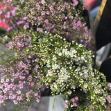 Hoa Thanh Liễu Lúa - Bán Theo Bó