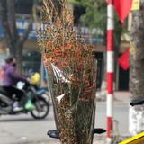 Hoa Thanh Liễu Lúa - Bán Theo Bó