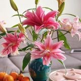 Hoa ly kép - Ngày Tết Sum Vầy