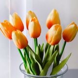 Hoa Tulip - Loài hoa đa sắc màu và ý nghĩa
