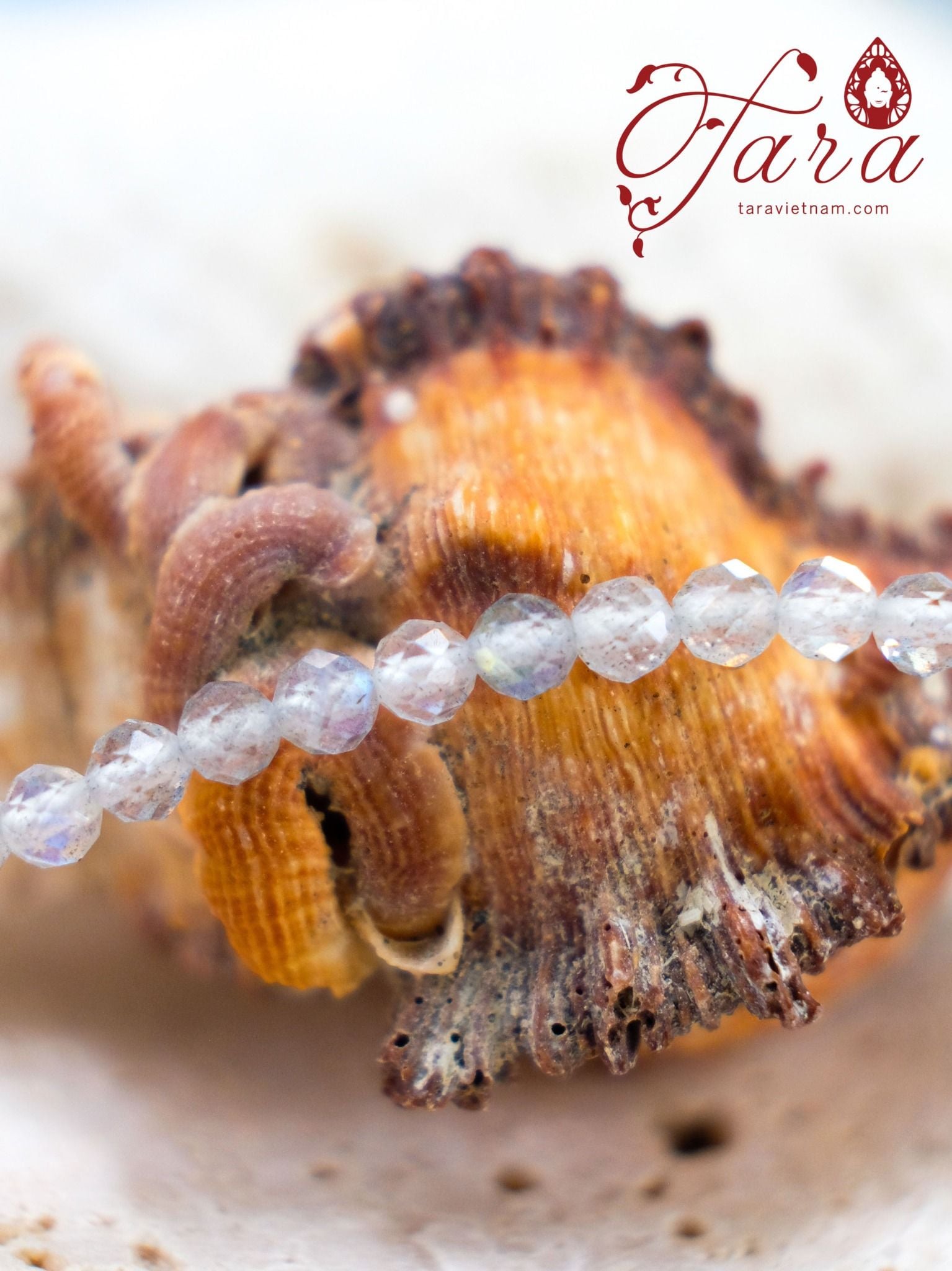  Vòng Mài Giác Moonstone/ Xà Cừ 