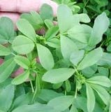 CỎ LINH LĂNG - ALFALFA GRASS IN VIETNAM.