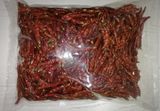 ỚT TƯƠI CHILI - GIỐNG CHÁNH PHONG TRỒNG HỮU CƠ