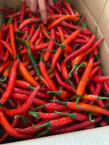 ỚT TƯƠI CHILI - GIỐNG CHÁNH PHONG TRỒNG HỮU CƠ