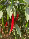 ỚT TƯƠI CHILI - GIỐNG CHÁNH PHONG TRỒNG HỮU CƠ