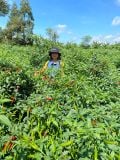 ỚT TƯƠI CHILI - GIỐNG CHÁNH PHONG TRỒNG HỮU CƠ