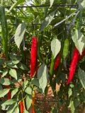 ỚT TƯƠI CHILI - GIỐNG CHÁNH PHONG TRỒNG HỮU CƠ