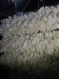 Nấm trắng **Shirokikurage** (白木耳) - **Nấm tuyết (Silver Ear Fungus/Tremella fuciformis)
