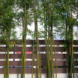 Sàn gỗ nhựa EWOOD - D14025