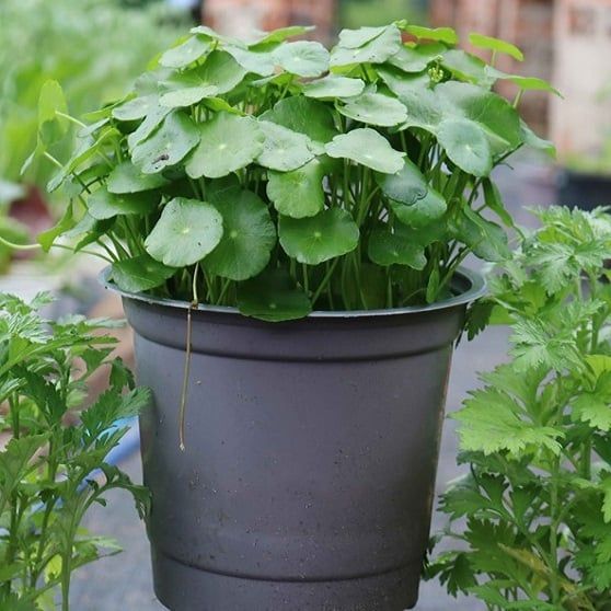 Cây giống rau má lá sen – QKH Garden