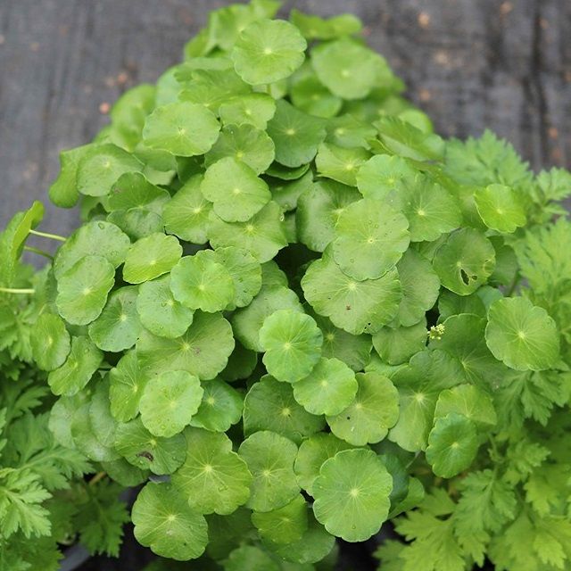 Cây giống rau má lá sen – QKH Garden