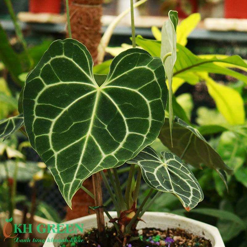 TÌNH YÊU CÂY CỎ ĐV.3 - Page 33 Anthurium-clarinervium_7269248c335c47d49ec04394da4470bd
