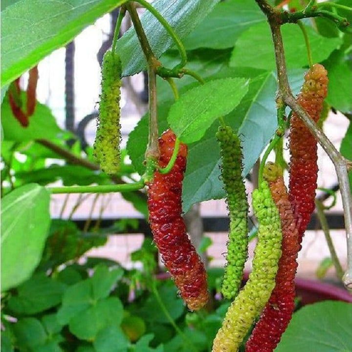 Cách sử dụng quả dâu tằm bồi bổ sức khỏe Cách sử dụng quả dâu tằm bồi bổ sức khỏe