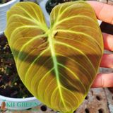 Philodendron El Choco Red