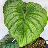 Philodendron Mamei Silver