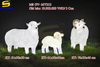 [CỪU TRẮNG] Đèn trang trí cảnh quan sân vườn - cừu trắng