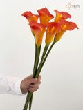 Hoa rum (Calla Lily) màu cam
