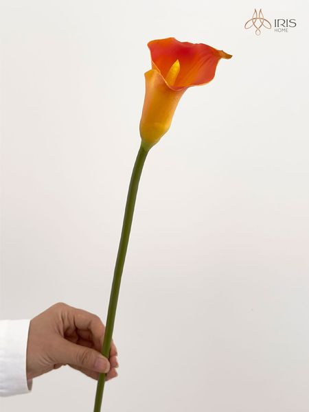 Hoa rum (Calla Lily) màu cam – Iris Home