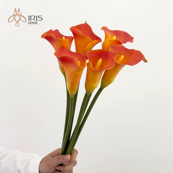 Hoa rum (Calla Lily) màu cam – Iris Home