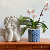 Chậu cây tròn gốm sứ men bóng hoạ tiết vân mây