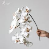 Hoa lan hồ điệp rủ màu trắng