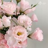 Hoa lan tường lụa