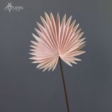 Lá cọ cảnh hồng