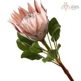 Hoa Protea hồng phấn