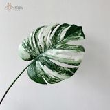 Lá trầu bà vân xanh