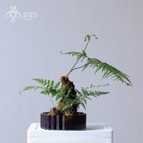 Âu thuỷ tinh màu tím tối giản hoạ tiết sọc dọc