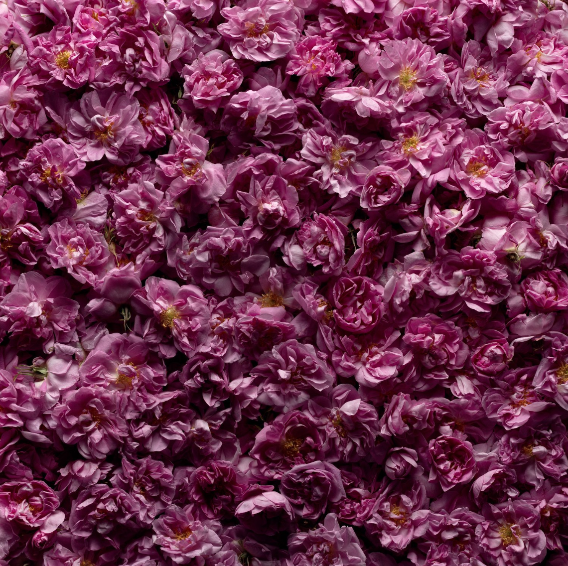 Nến Rose Centifolia