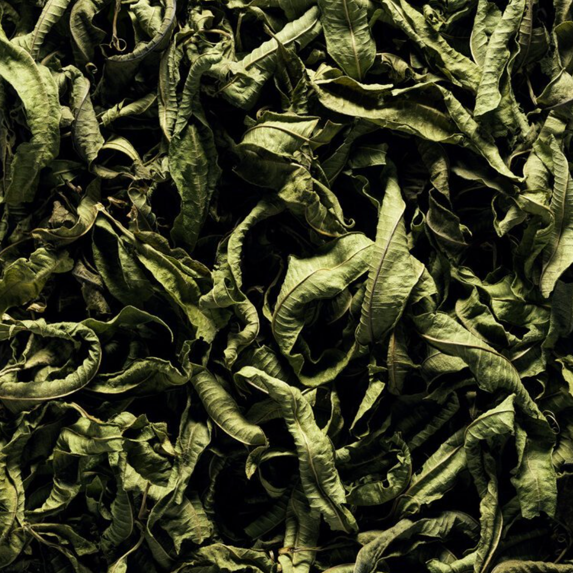 Nến Jacqueline / figue x verveine