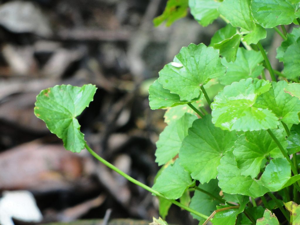 Centella Asiatica-Bici Cosmetic