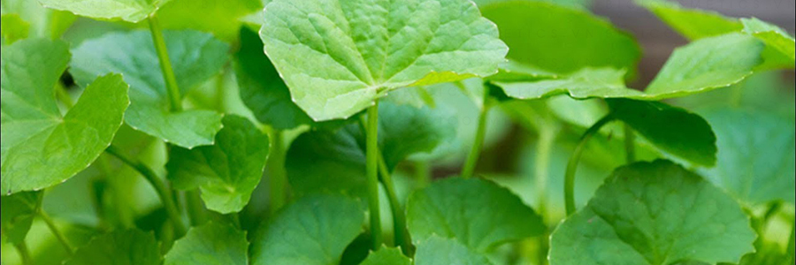 Centella Asiatica-Bici Cosmetic