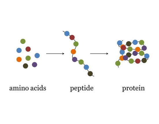 peptide là gì - chống lão hóa - bicicosmetics.vn