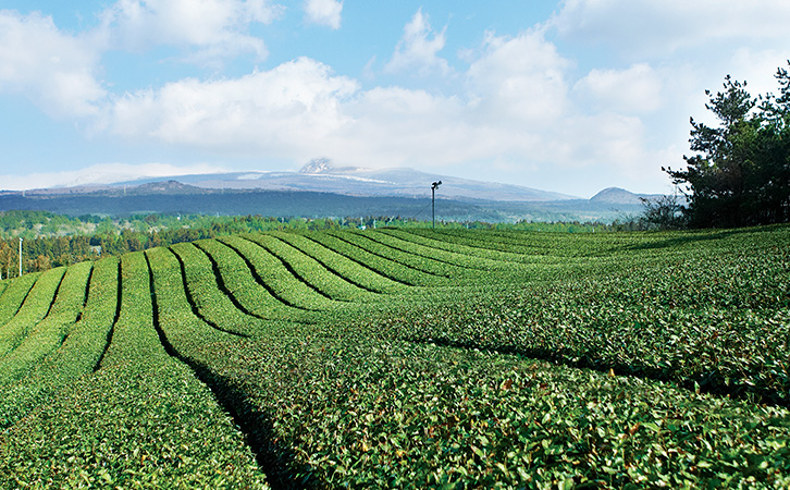 Chứa dưỡng chất đến từ 100% trà xanh Jeju 1