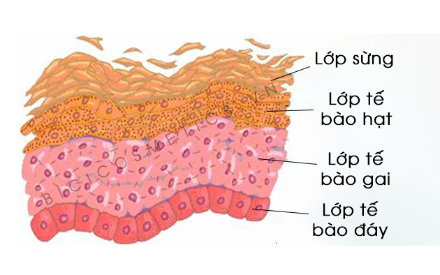 Các tầng biểu bì trên da -bicicosmetics