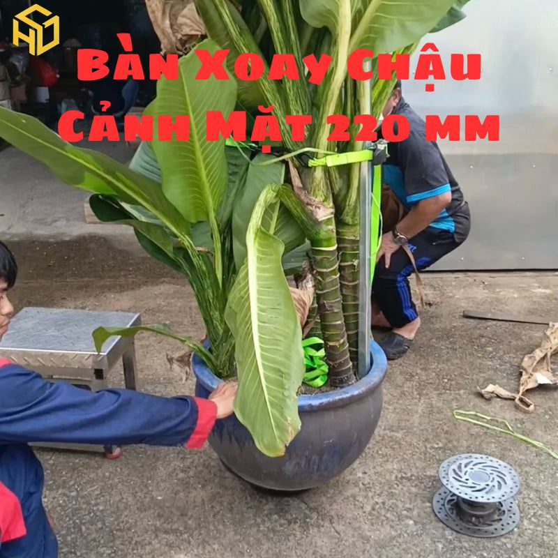 Bàn Xoay Cây Cảnh Chịu Tải 200kg Cải Tiến Có Chốt Khóa Xoay, Nắp Che Cát Chống Kẹt Bạc Đạn