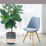 Ghế phòng ăn chân gỗ lưng nệm bọc vải nhập khẩu