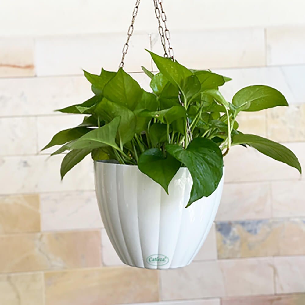 Chậu sơn treo tròn bầu 2