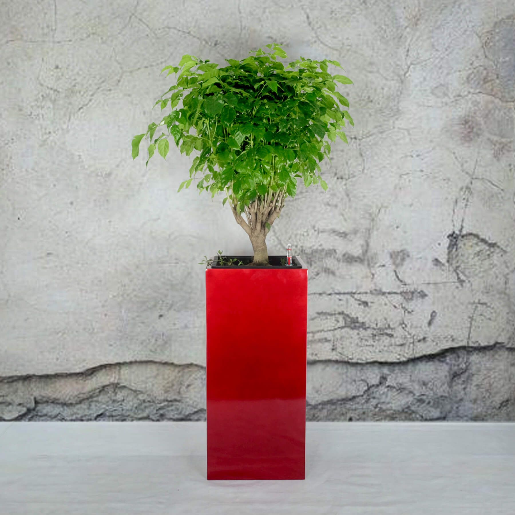 Chậu Composite trụ vuông Catleza