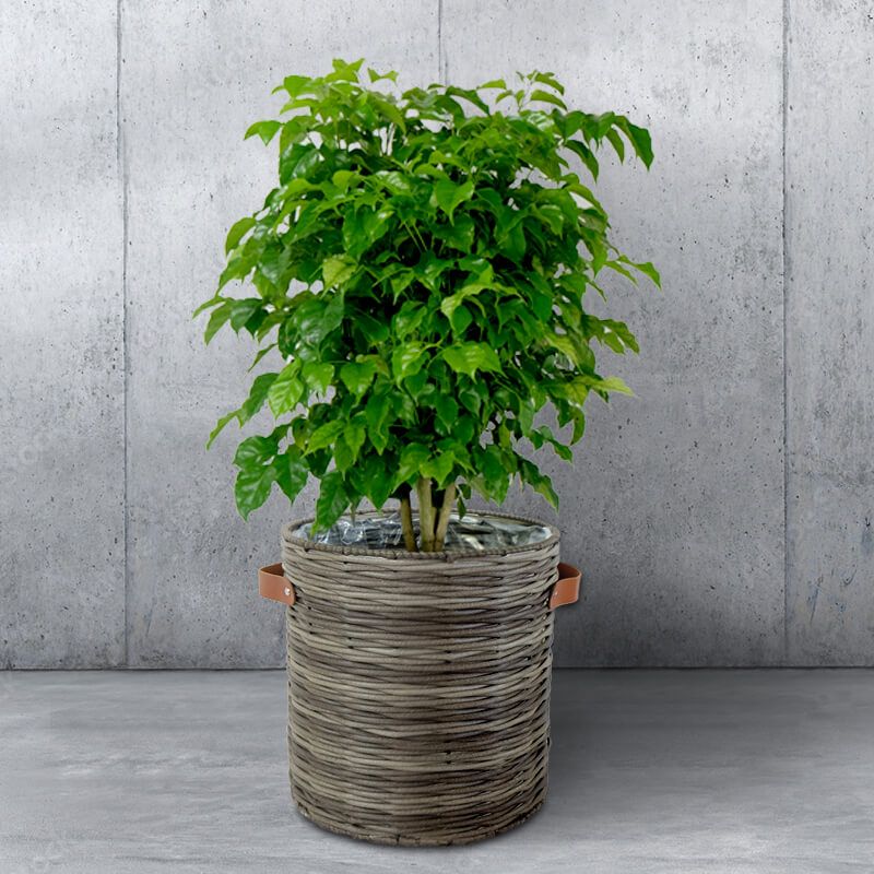 Giỏ nhựa giả mây Catleza (003) - xám