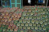  Dĩa phết xanh nhỏ, chén bát Lái Thiêu nung củi, R15xC3- 0707nh3032 