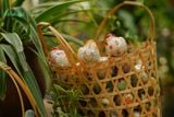  Gà con vẽ hoạ tiết đặc biệt (Con) -  SP002821 