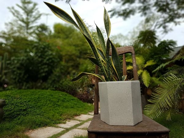  Chậu xi măng lục giác xám, R22xC23cm-SP000630 