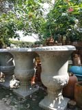  Chậu ly cúp chất liệu ciment, H90cm 