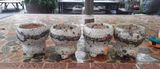  Chậu bonsai Kim 824, 8x8x8 cm- SP000775 