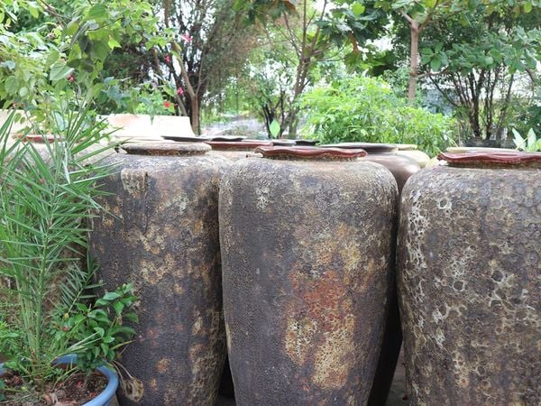  Chóe gốm cao Atlantic | H130 cm- 04081lq085 