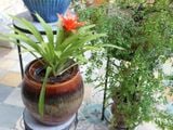 Chậu nồi đỏ, R30 x C18cm- 0402n3l042 