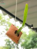  Chậu treo đất nung có lỗ, trồng cây, lọng đèn, D15cm, gốm Nam Bộ- SP000493 